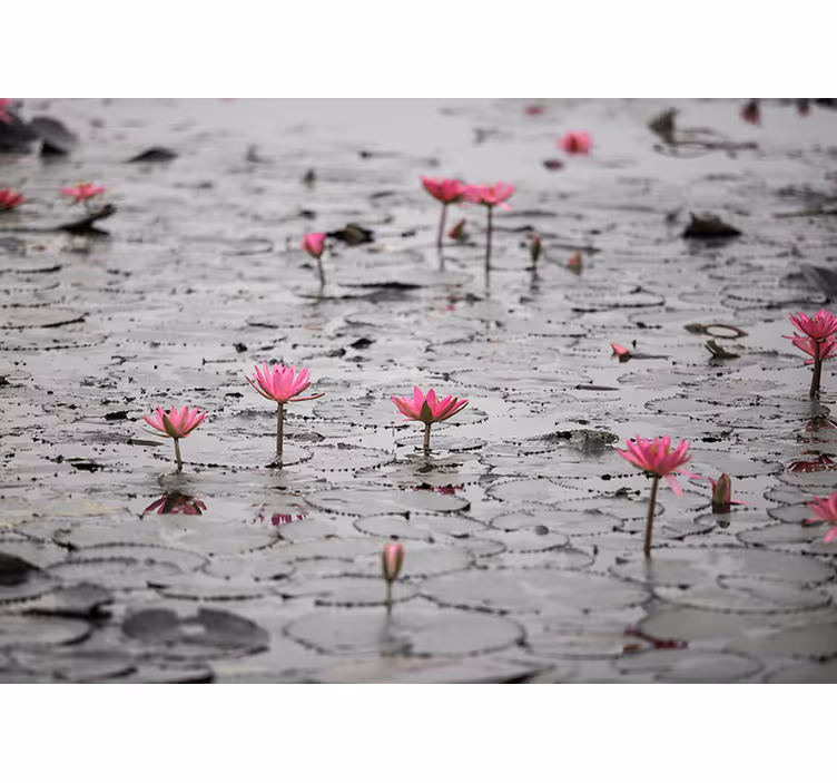 Fototapet blommor på vatten gråskala - Tenstickers