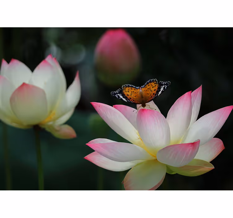 Elegant lotusblomma Fototapeter Blommor - Tenstickers