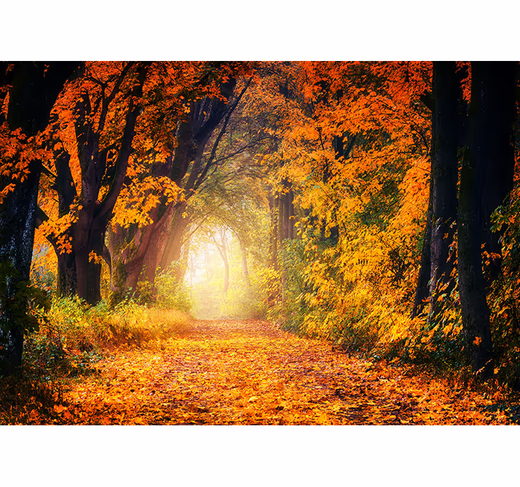 Höst färgrik skog fototapeta - Tenstickers