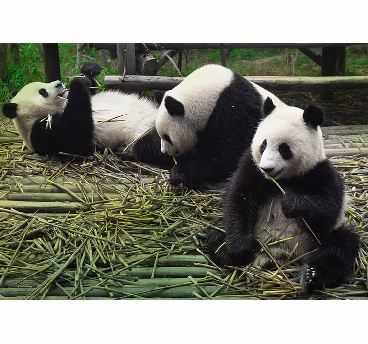 Lekfull pandafamilj Fototapeter djur - Tenstickers