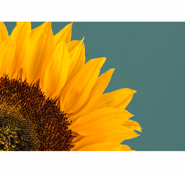 Fototapeter blommor solros närbild - Tenstickers