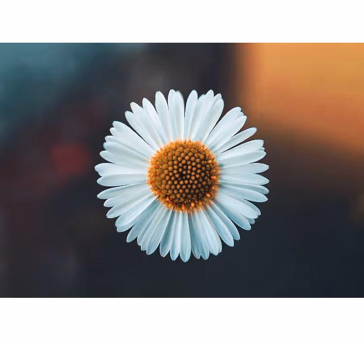 Fototapeter blommor daisy blomsterdesign - Tenstickers