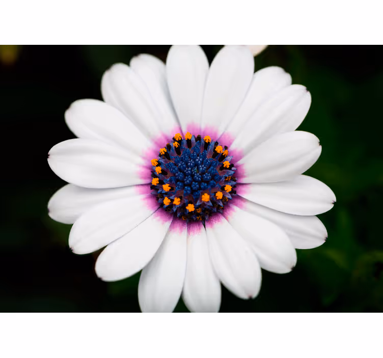 Fototapeter blommor vit blomsterblomstring - Tenstickers