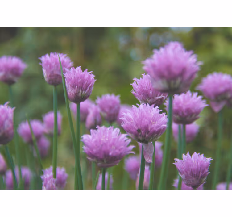 Fototapeter blommor kungsängslilja kluster - Tenstickers