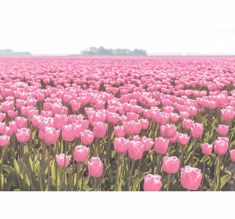 Fototapeter vallmor rosa tulpanfält - Tenstickers