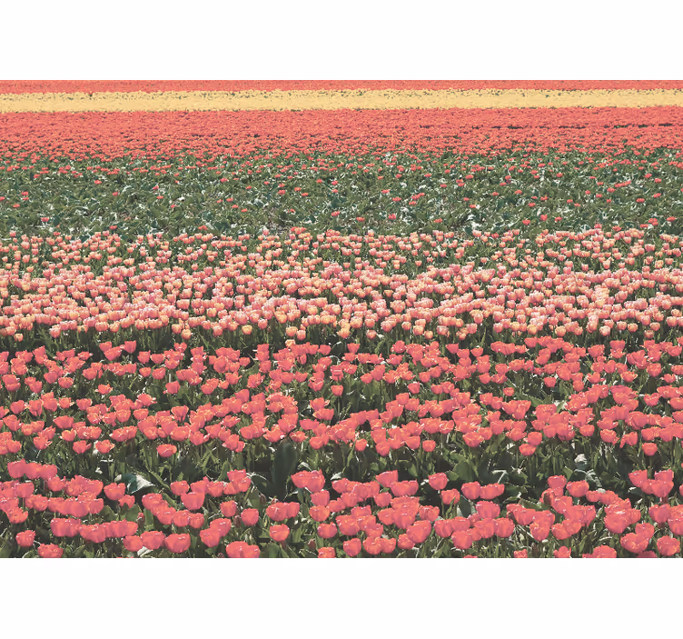 Fototapeter blommor tulpansfält landskap - Tenstickers