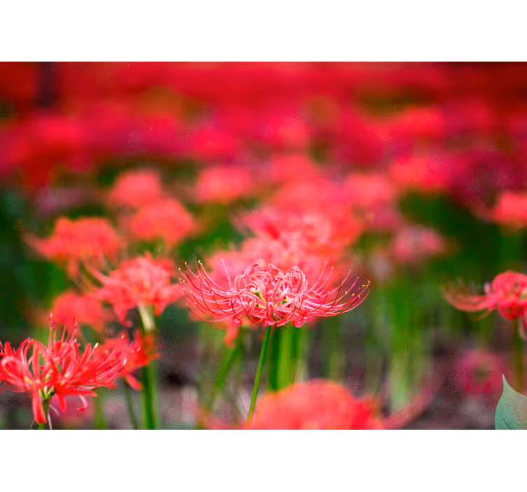 Fototapeter vallmor livliga karmosinblommor - Tenstickers