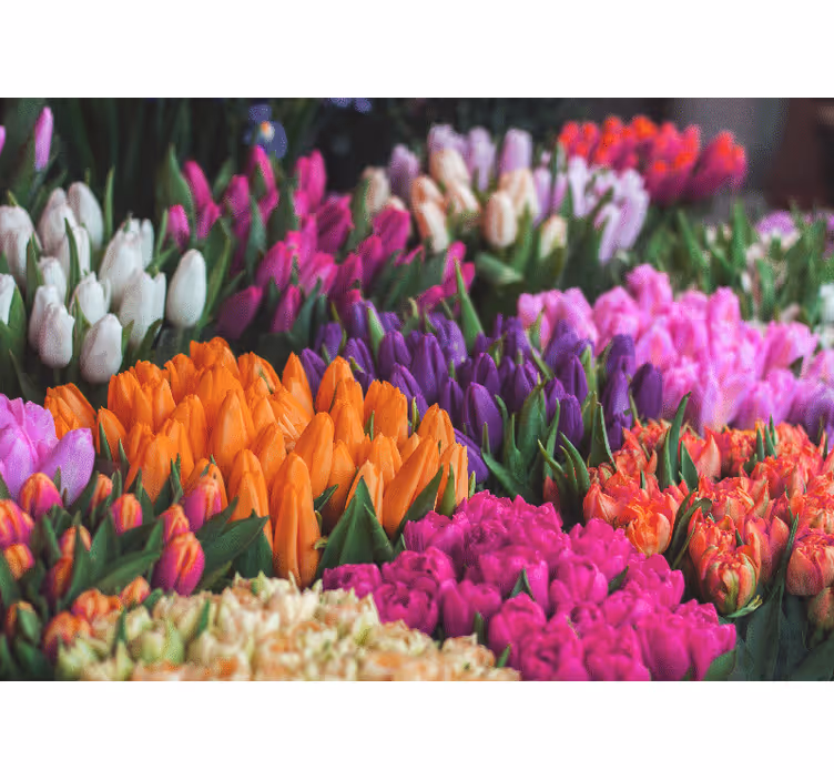 Fototapeter blommor tulpanträdgård - Tenstickers