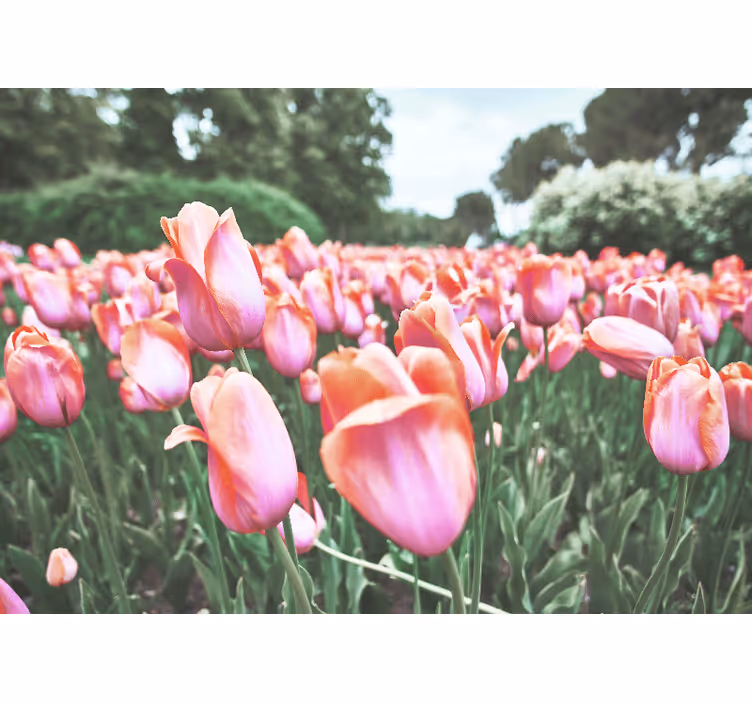 Fototapeter vallmor tulpanfält i blomstring - Tenstickers