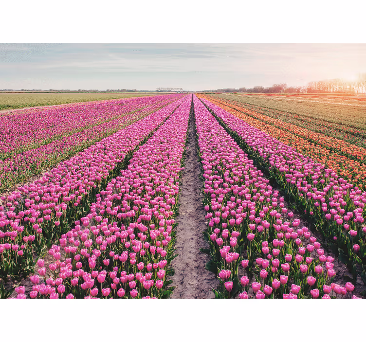 Fototapeter blommor tulpansängslandskap - Tenstickers