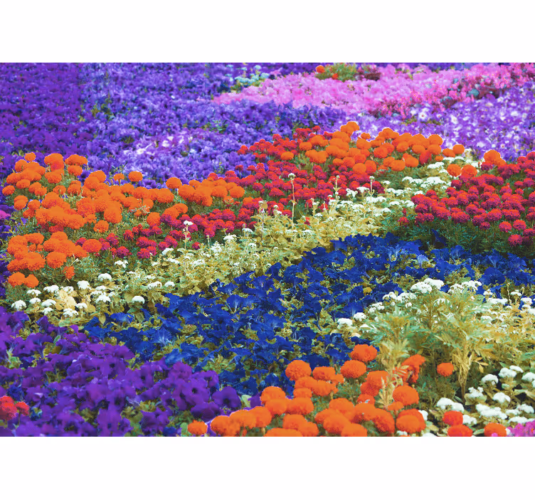 Färgglada fält Fototapeter Övriga blommor - Tenstickers