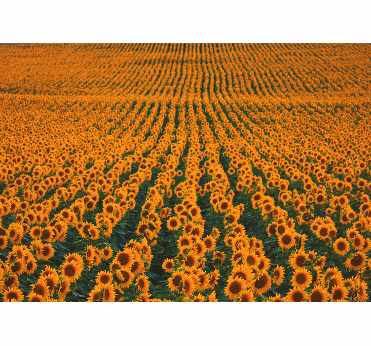 Fototapeter blommor solrosäng - Tenstickers