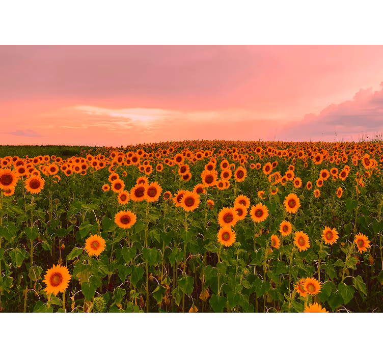 Fototapeter blommor solrosfält i full blomning - Tenstickers