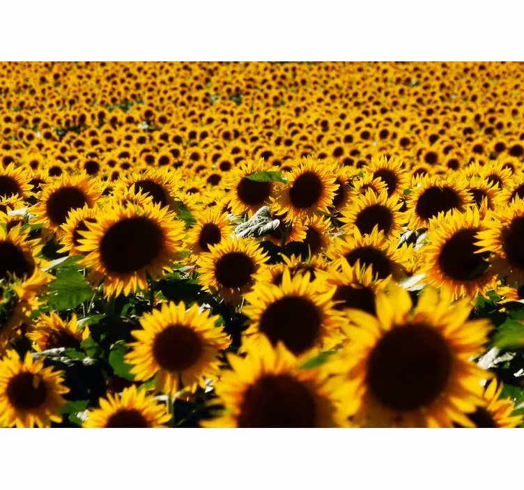 Solros fält nära blomma fototapeta - Tenstickers