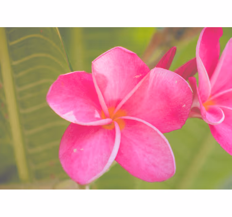 Fototapeter blommor rosa blomster accent - Tenstickers