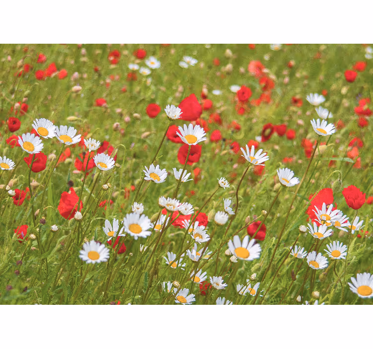 Fototapeter blommor livlig blomsterfält - Tenstickers