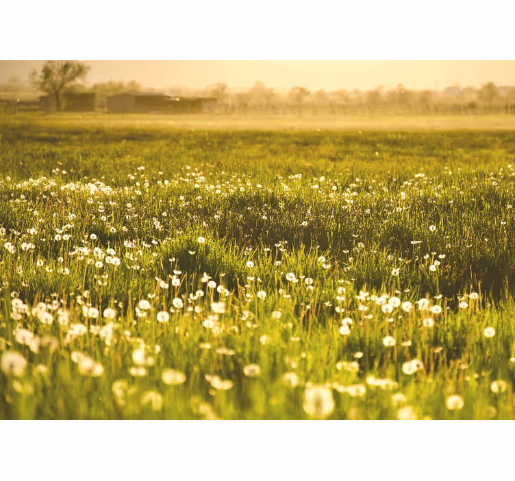 Fototapeter blommor maskrosängslandskap - Tenstickers