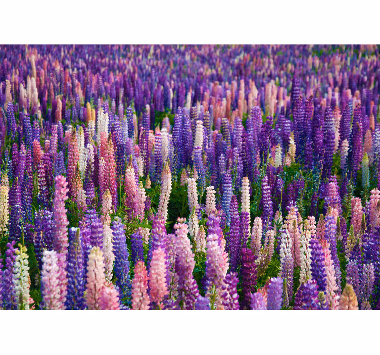 Lila blomma fält fototapeta - Tenstickers