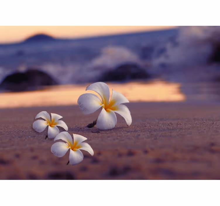 Vita blommor på sand fototapeta - Tenstickers