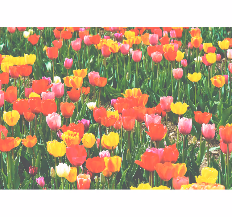 Fototapeter blommor tulpanfältets blomster - Tenstickers