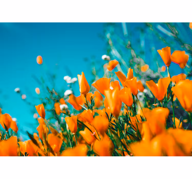 Fototapet orange blomma fält - Tenstickers