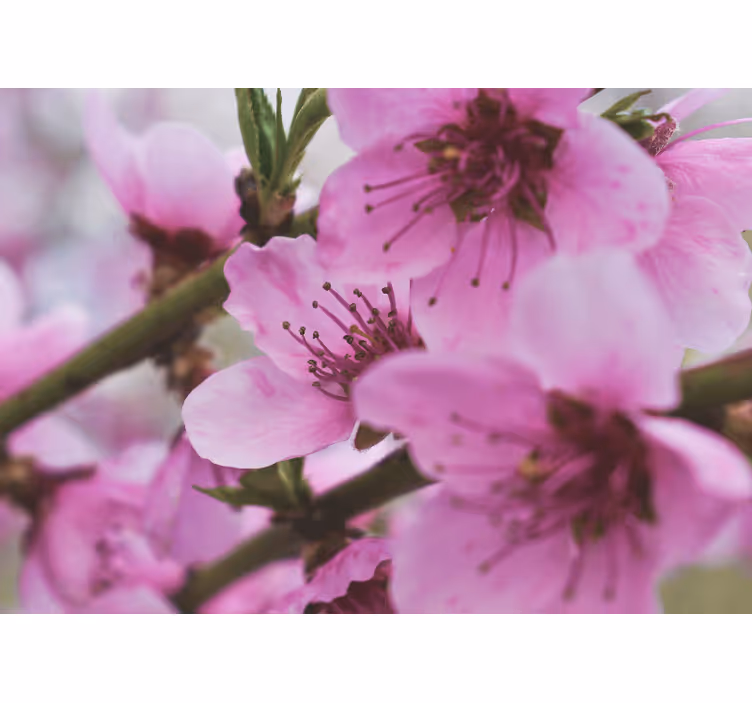 Vackra rosa blommor fototapeta - Tenstickers