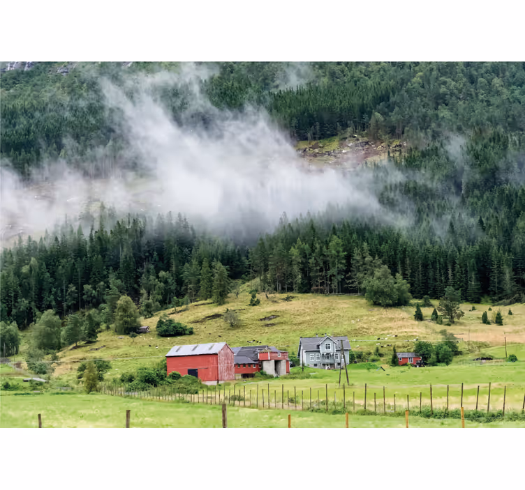 Norsk skog Fototapeter Natur - Tenstickers