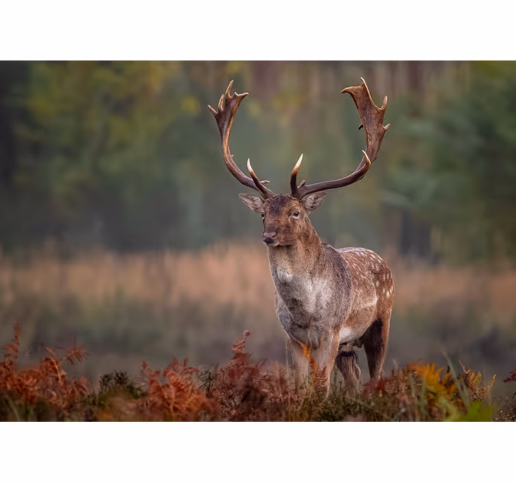Fototapeter djur storslagen älg närvaro - Tenstickers