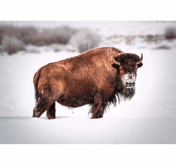 Fototapeter djur majestätisk bison ställning - Tenstickers