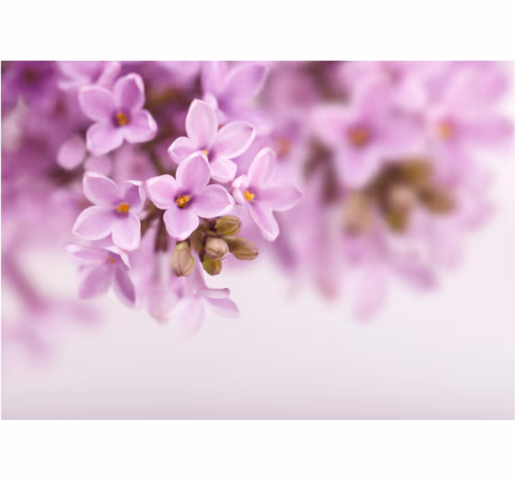 Fototapeter blommor fina lila blommor - Tenstickers