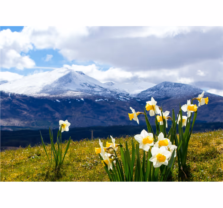 Blommor landskap äng fototapeta - Tenstickers
