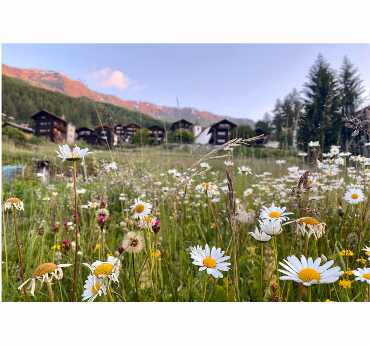 Fototapeter blommor blomstrande ängsutsikt - Tenstickers