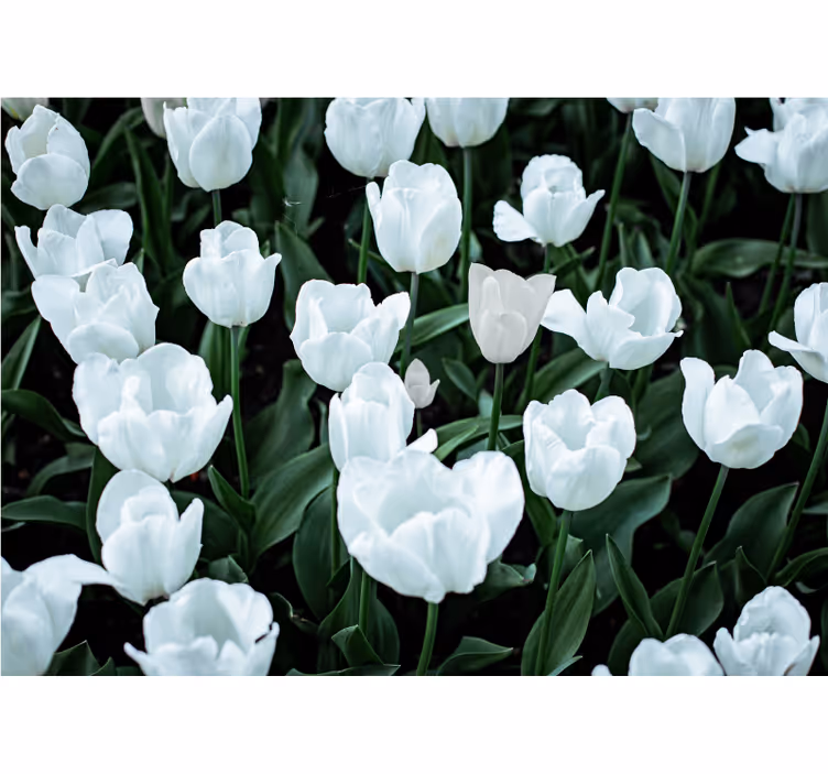 Fototapeter blommor eleganta vita tulpaner - Tenstickers