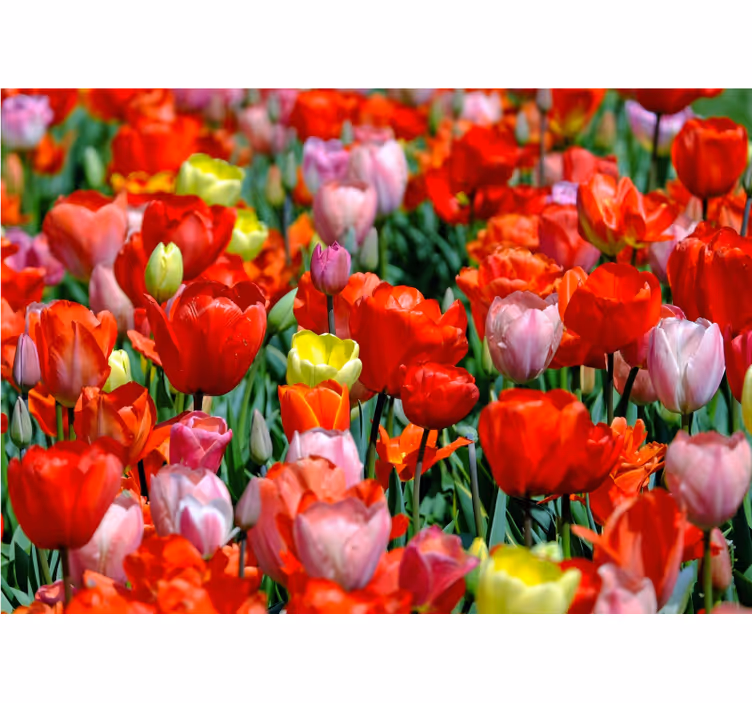 Fototapeter blommor färgglad tulpanäng - Tenstickers