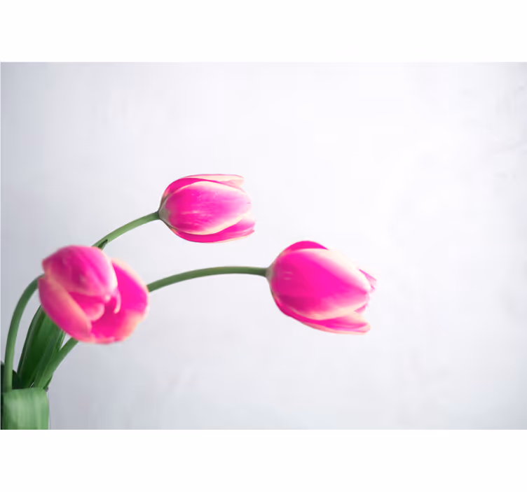 Fototapeter vallmor blomster av rosa tulpaner - Tenstickers