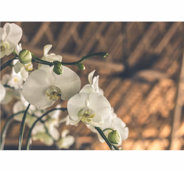 Fototapeter orkidéer eleganta orkidéblommor - Tenstickers
