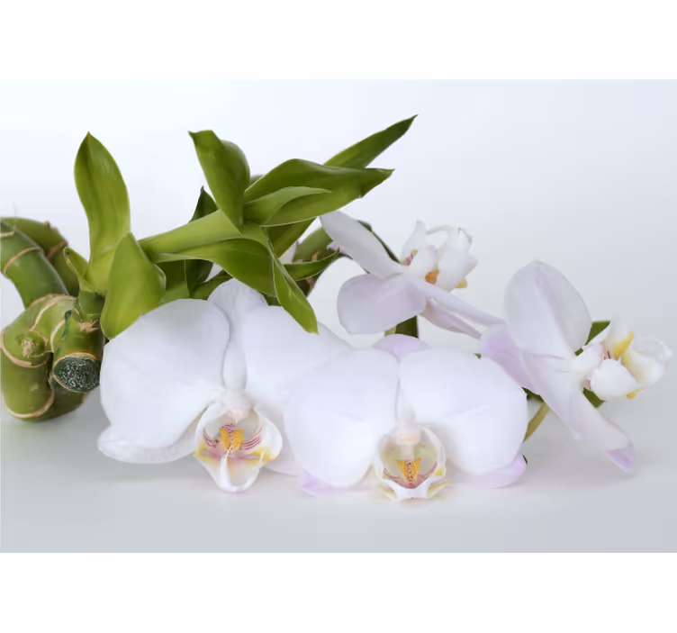 Fototapeter orkidéer elegant orchidéarrangemang - Tenstickers