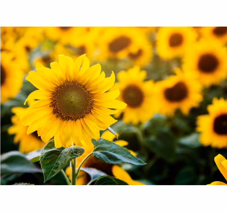 Fototapeter blommor solrosfält blomma - Tenstickers