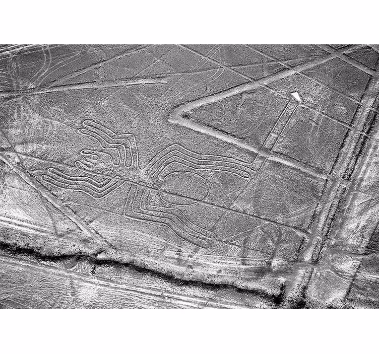 Fototapeter djur nazca-spindel geoglyf - Tenstickers