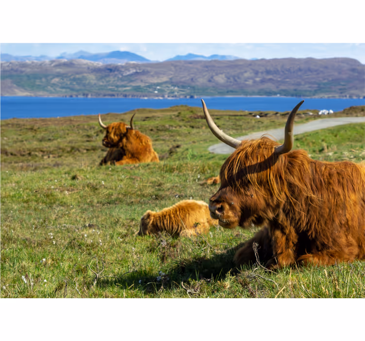 Fototapeter natur highlandkossor betande - Tenstickers
