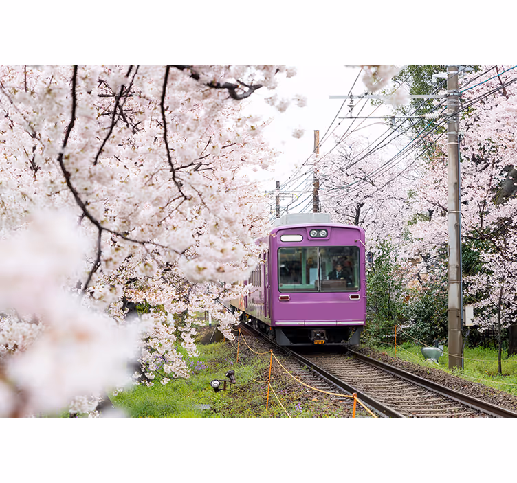 Fototapeter städer och länder körsbärsblomståg - Tenstickers