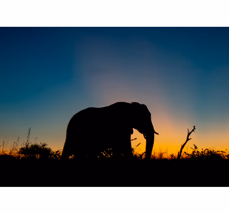 Fototapeter djur elefant silhuett solnedgång - Tenstickers