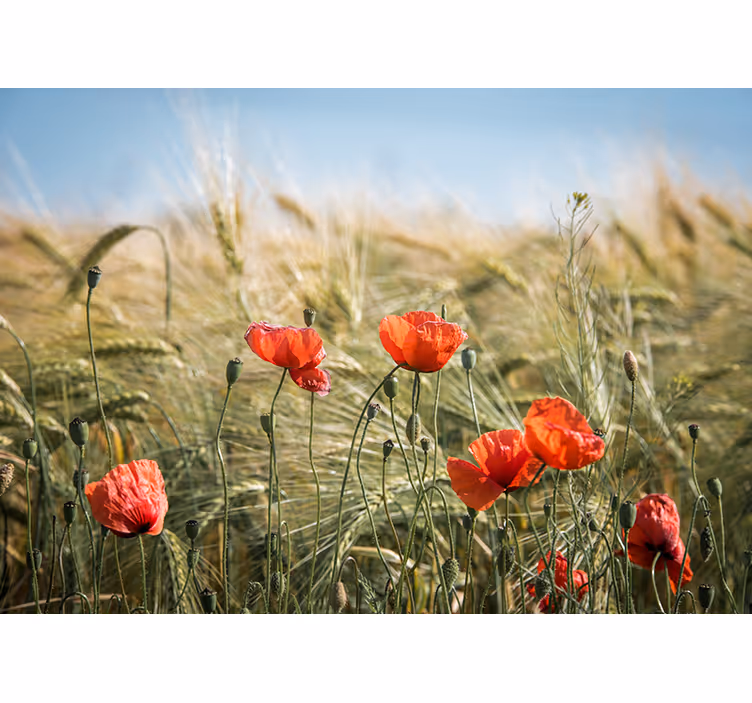 Vallmo i sommar vete natur fototapeta - Tenstickers