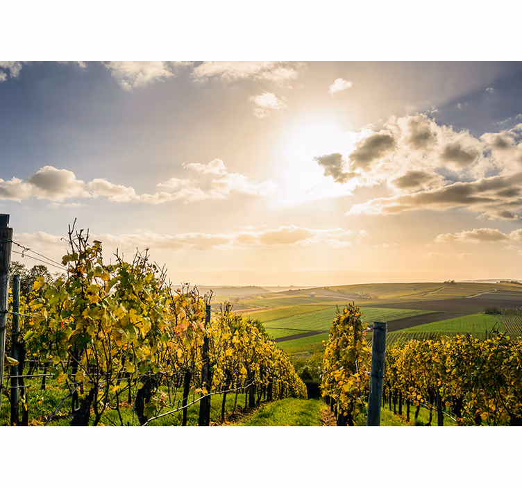 Fototapeter landskap vineyard solnedgång utsikt - Tenstickers