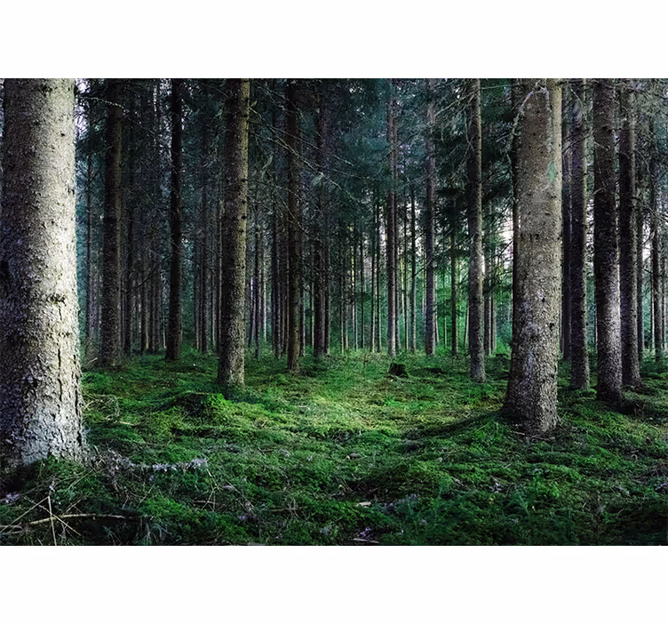 Fuktig tropisk skog natur fototapeta - Tenstickers