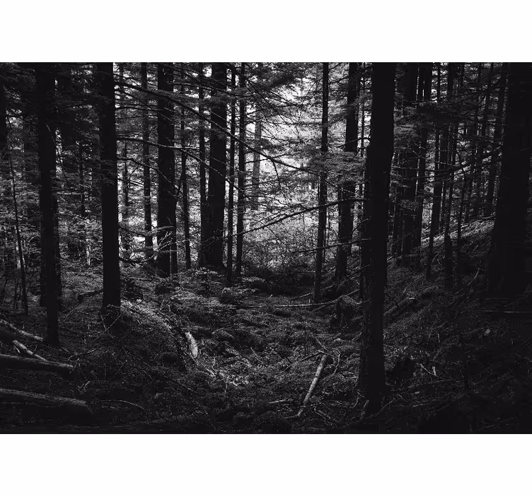 Retro skog landskap vardagsrum fototapeta - Tenstickers