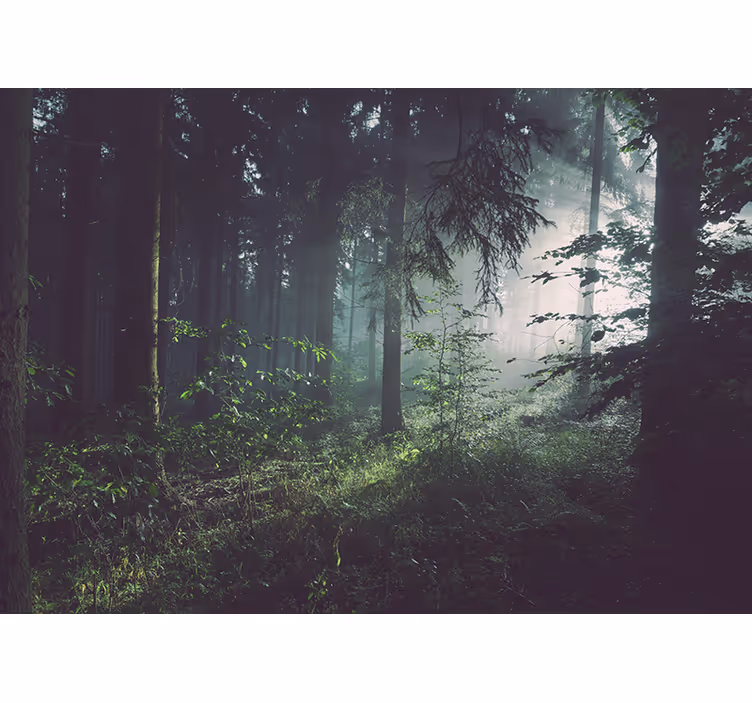Djup ljusgrön skog fototapeta - Tenstickers