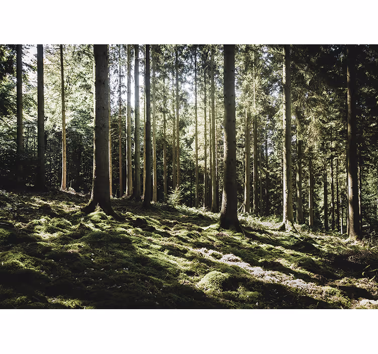 Djupt ljusgröna träd skog fototapeta - Tenstickers
