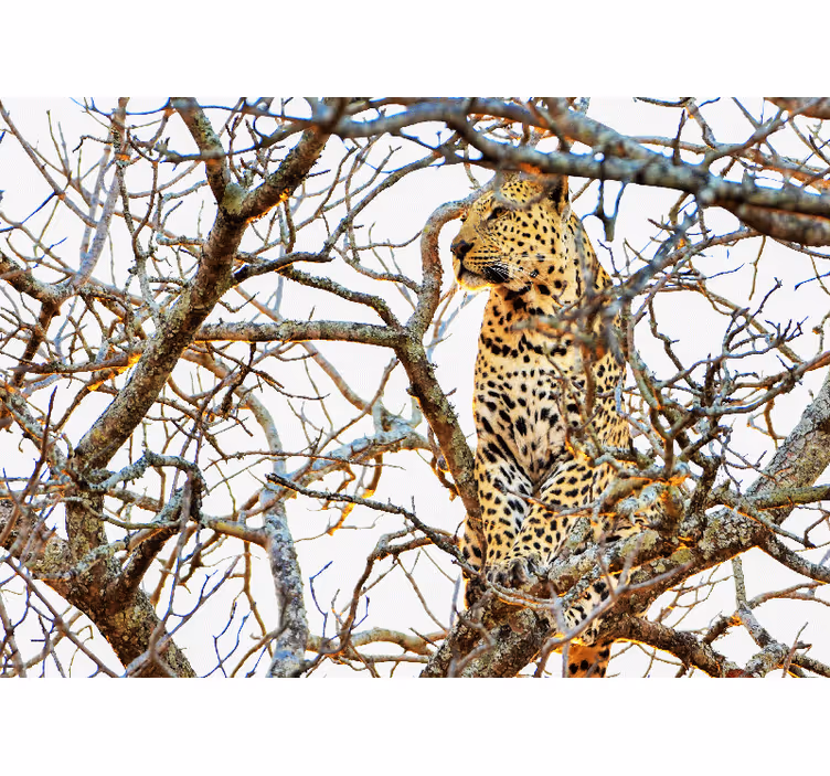 Leopard bland grenar Fototapeter Övriga djur - Tenstickers