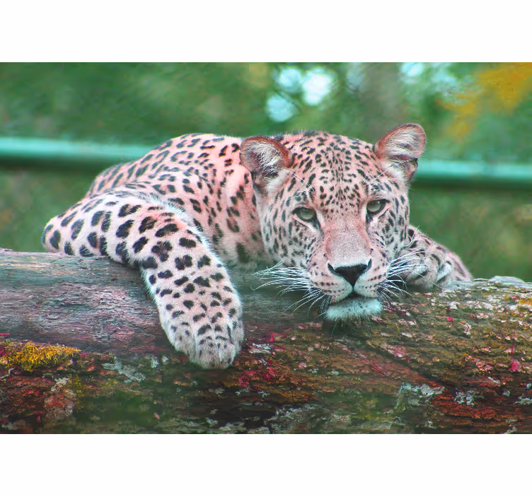 Jaguar djungel skog vardagsrum fototapeta - Tenstickers